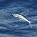 Atlantic Flyingfish - Photo (c) Allen Chartier, some rights reserved (CC BY-NC), uploaded by Allen Chartier