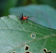 Conocephalus melaenus