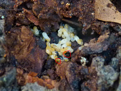 Technomyrmex difficilis