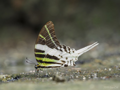 Graphium androcles