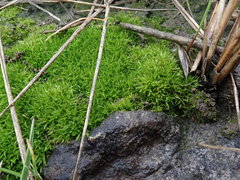 Tortella flavovirens