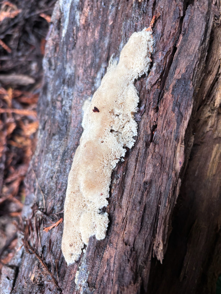 Irpex latemarginatus