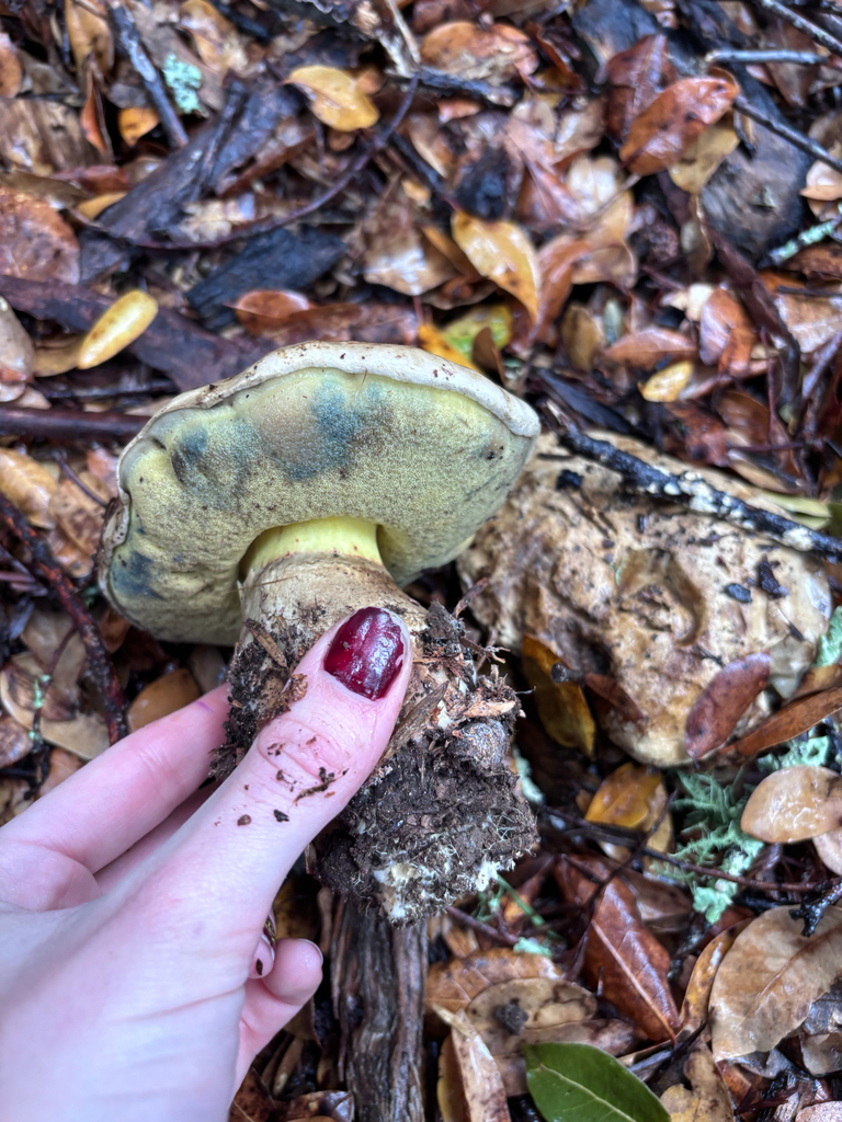 Caloboletus marshii