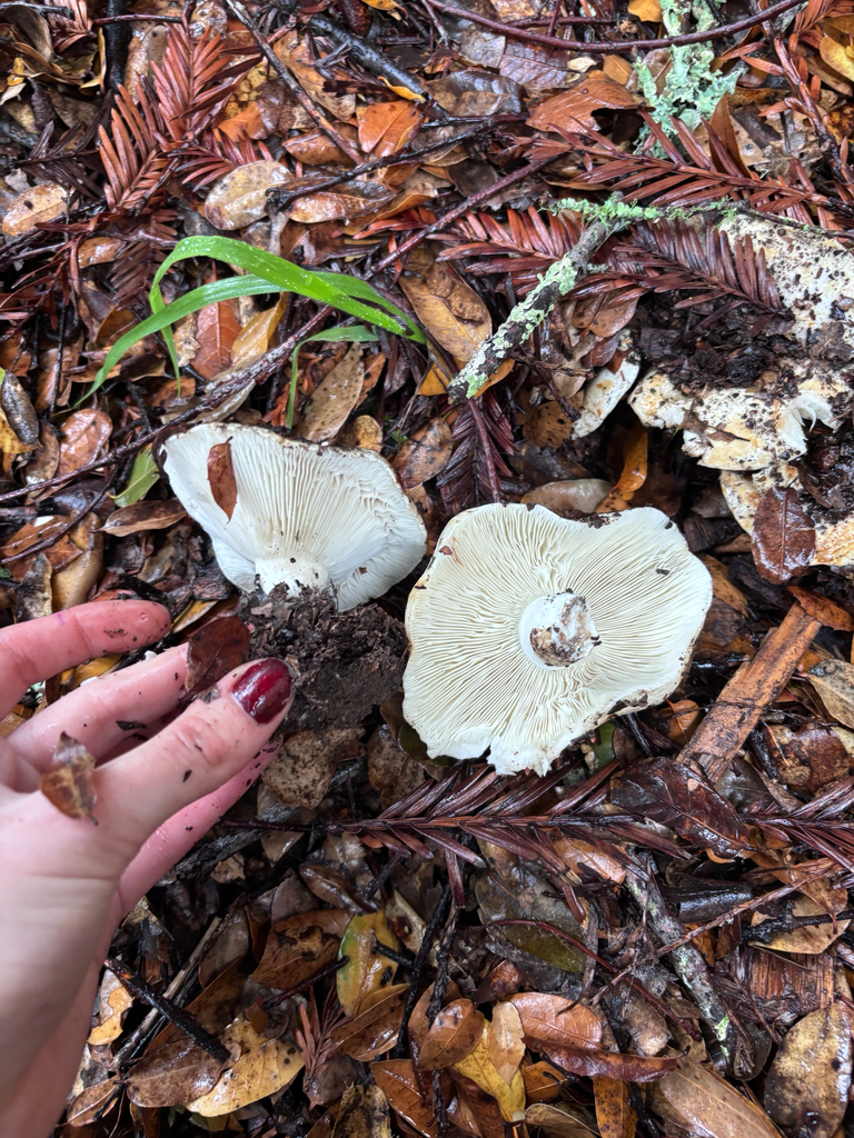 Russula brevipes · November 2025 · photo: © reago (iNaturalist, cc-by)