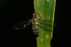 Toxomerus aquilinus