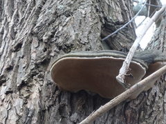 Phellinus igniarius
