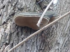Phellinus igniarius