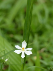 Eleutherine latifolia