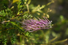 Grevillea acanthifolia