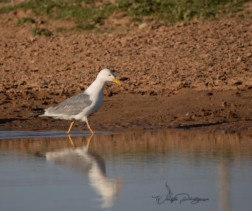 Yellow-legged Gull