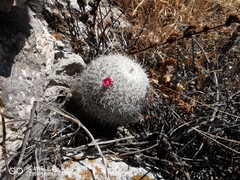 Mammillaria haageana haageana