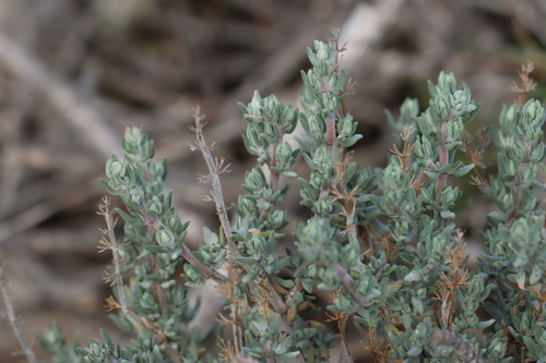 Thymus vulgaris