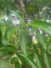 Tabernaemontana catharinensis