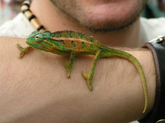 Trioceros ellioti