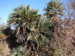 Trithrinax campestris