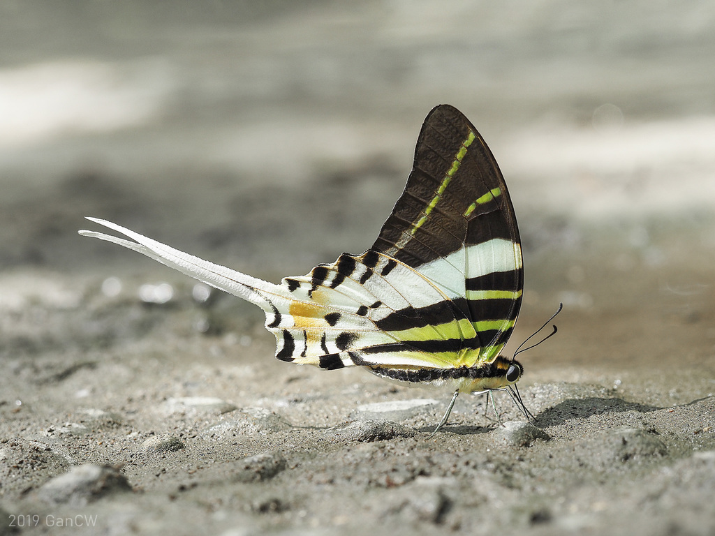 Giant Swordtail