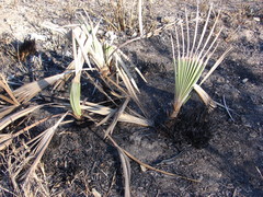 Trithrinax campestris