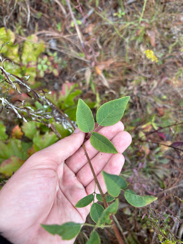 Smooth Ticktrefoil (Desmodium laevigatum)