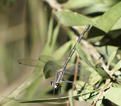 Austroargiolestes isabellae