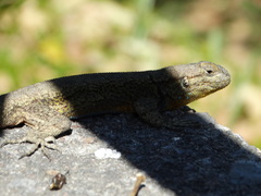 Sceloporus grammicus