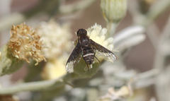 Hemipenthes differens