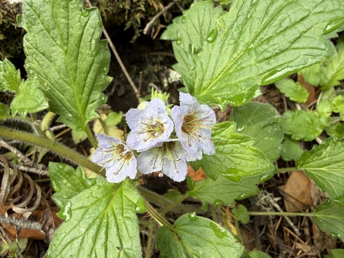 Bolander's phacelia (Phacelia bolanderi)