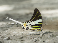 Graphium androcles