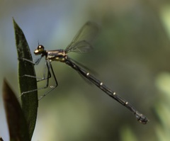 Austroargiolestes isabellae