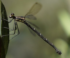 Austroargiolestes isabellae