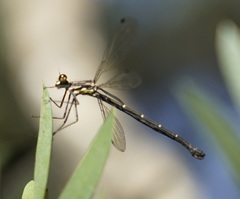 Austroargiolestes isabellae