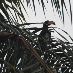 Lophoceros fasciatus
