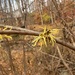american witch-hazel from Delaware County, PA, USA on November 09, 2025 at 09:47 AM by phillyphantailphan