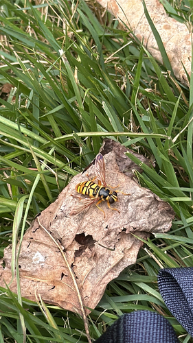 Unknown species found near Clemson, SC, US