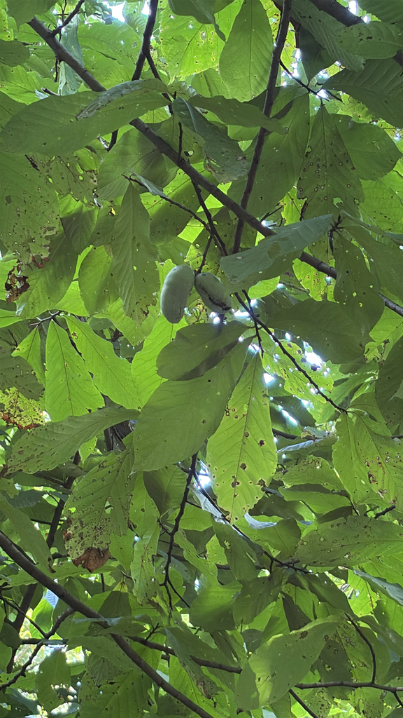 common pawpaw from Edwardsville, IL, US on September 4, 2025 at 10:36 ...