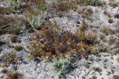 Pelargonium scabroide