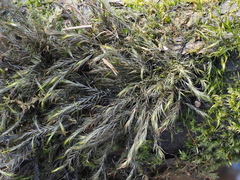 Dichelyma capillaceum