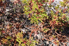 Pelargonium scabroide