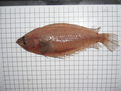 Citharus linguatula
