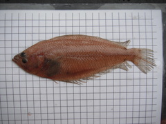 Citharus linguatula