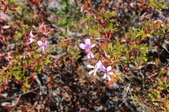 Pelargonium scabroide