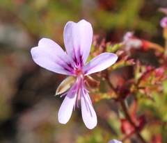 Pelargonium scabroide
