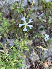 Silene paradoxa