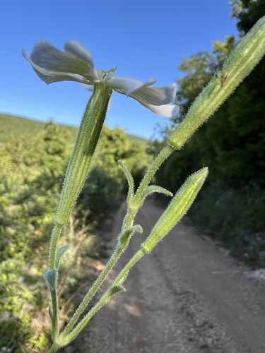 Silene paradoxa, photograph 2