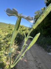 author not stated, no rights reserved Silene paradoxa, photograph author not stated, no rights reserved