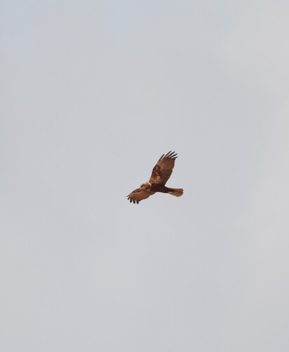 Western Marsh Harrier