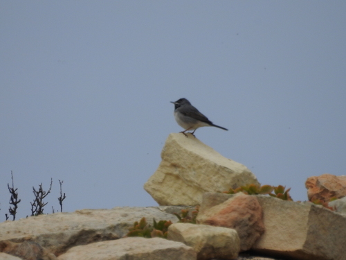 Curruca de Rüppell (Curruca ruppeli)