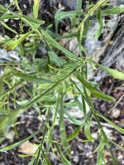 author not stated, no rights reserved Silene paradoxa, photograph author not stated, no rights reserved