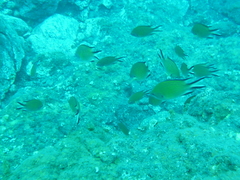 Chromis limbata