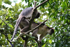 Piliocolobus tephrosceles