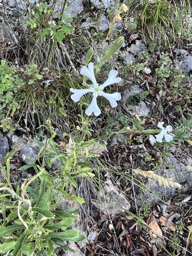 Silene paradoxa, photograph 4